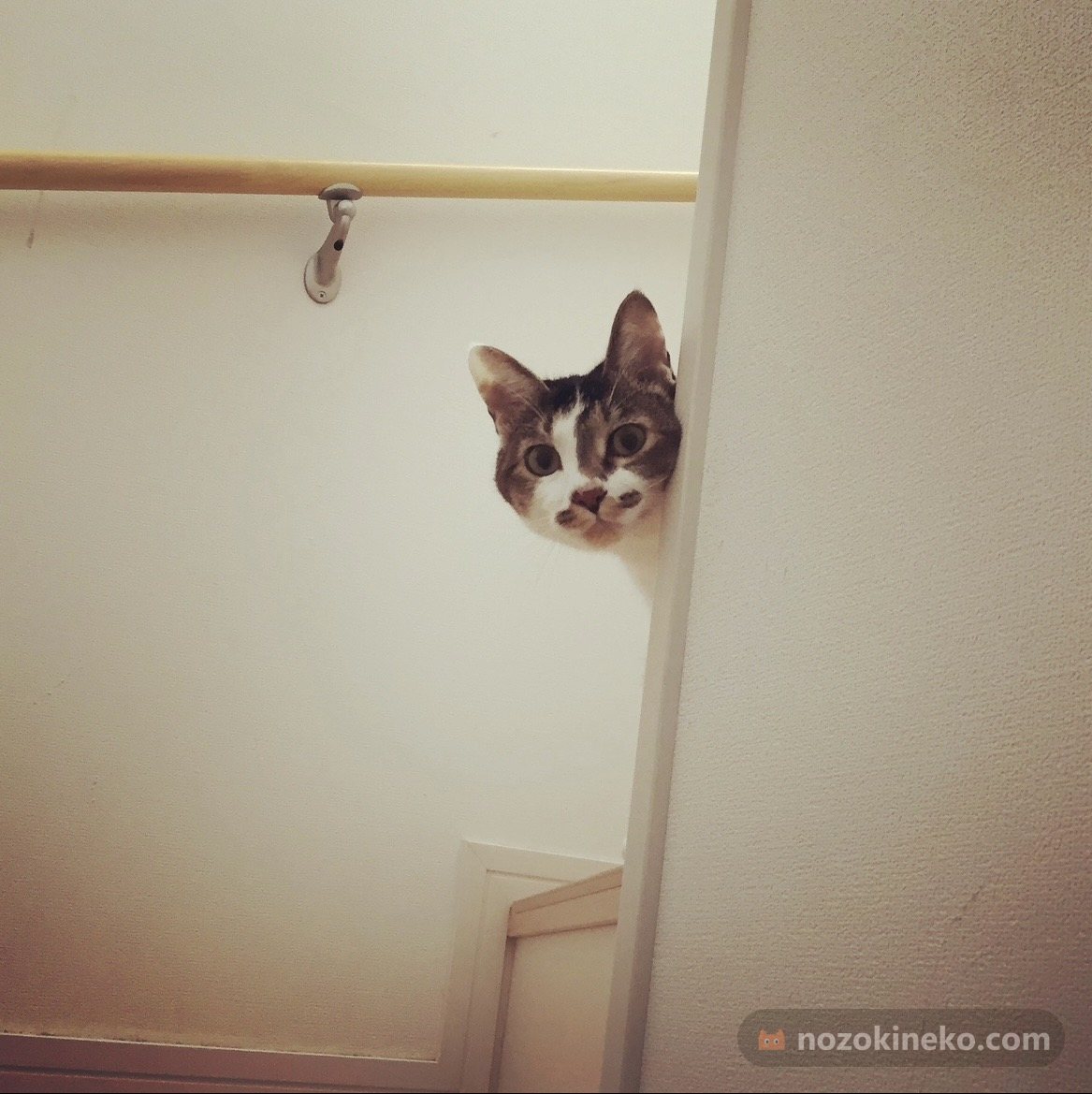レイ（猫）ののぞき見画像の写真
