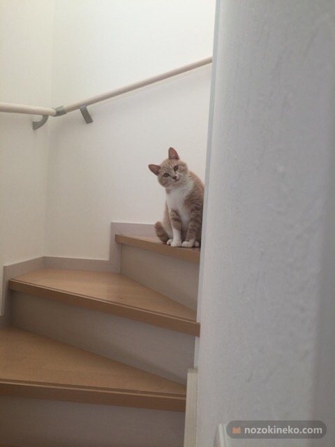 きなこ（猫）ののぞき見画像の写真