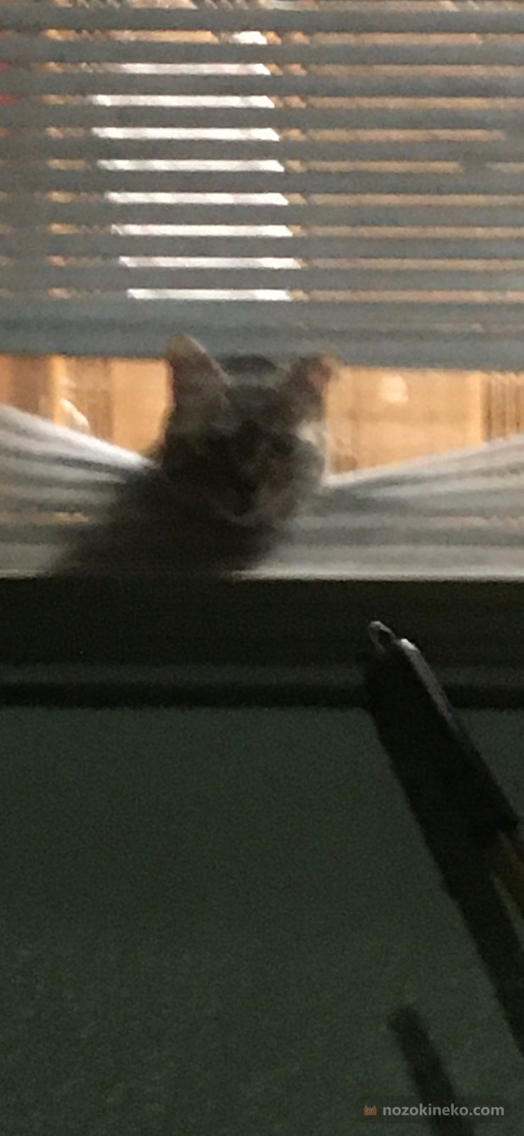 ミミののぞき見の写真