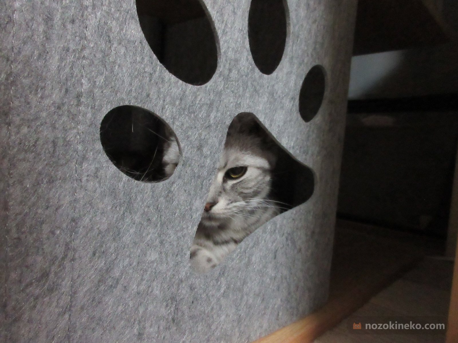 ぎん（猫）ののぞき見画像の写真