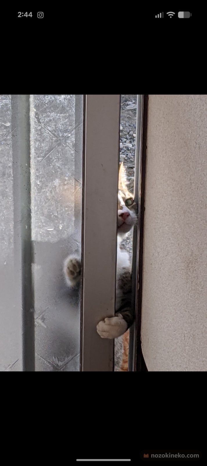 じろう（猫）ののぞき見画像の写真