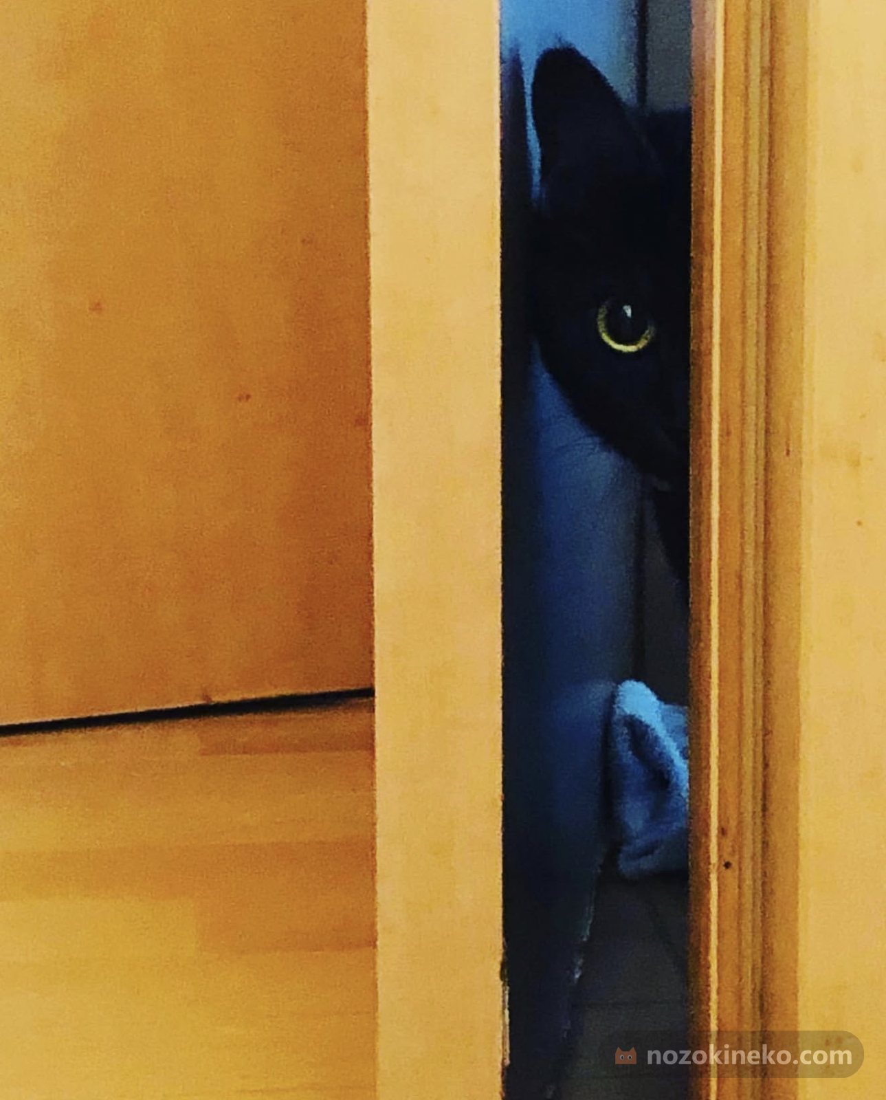 あずき（猫）ののぞき見画像の写真