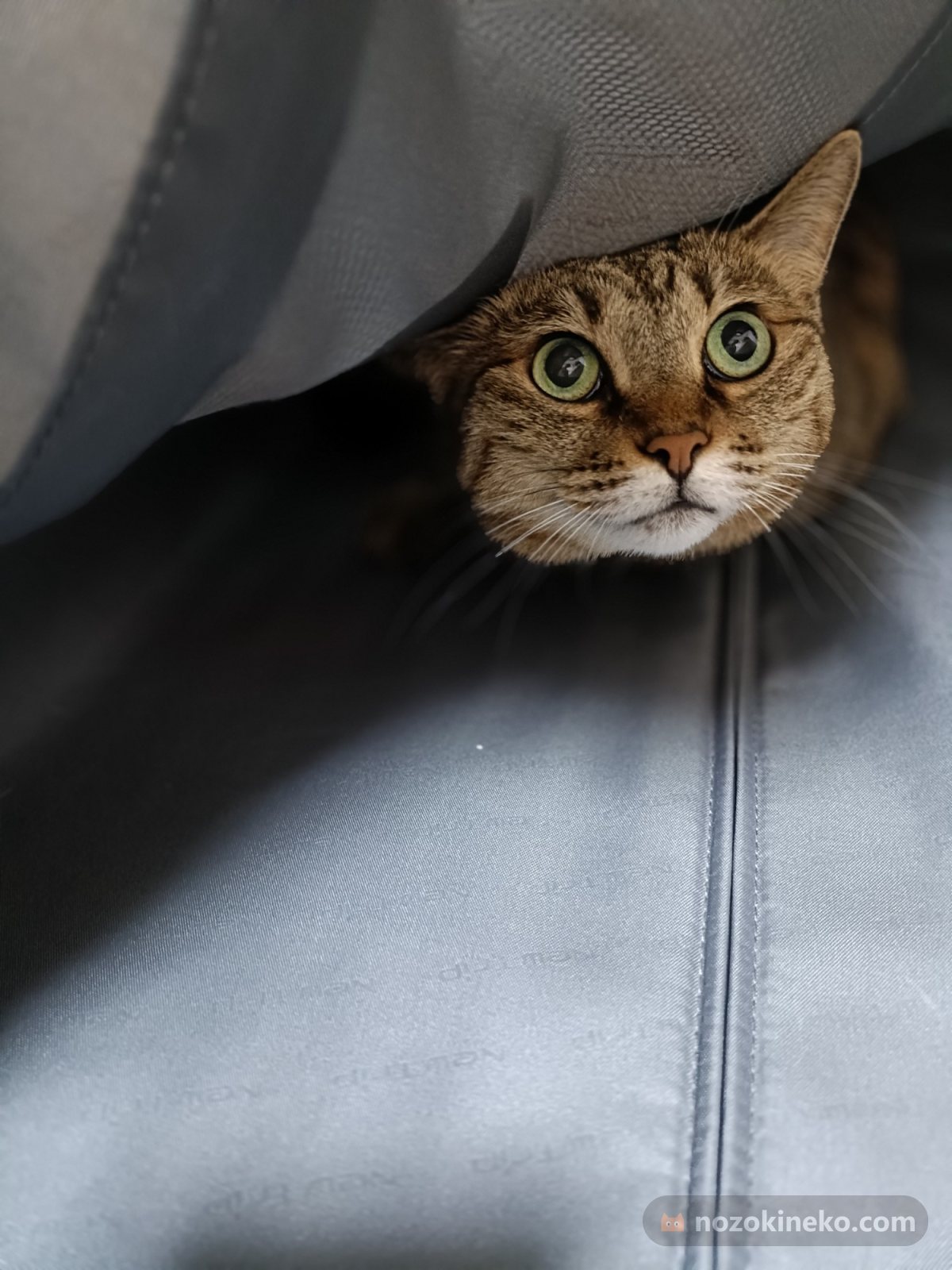 アンジュ（猫）ののぞき見画像の写真