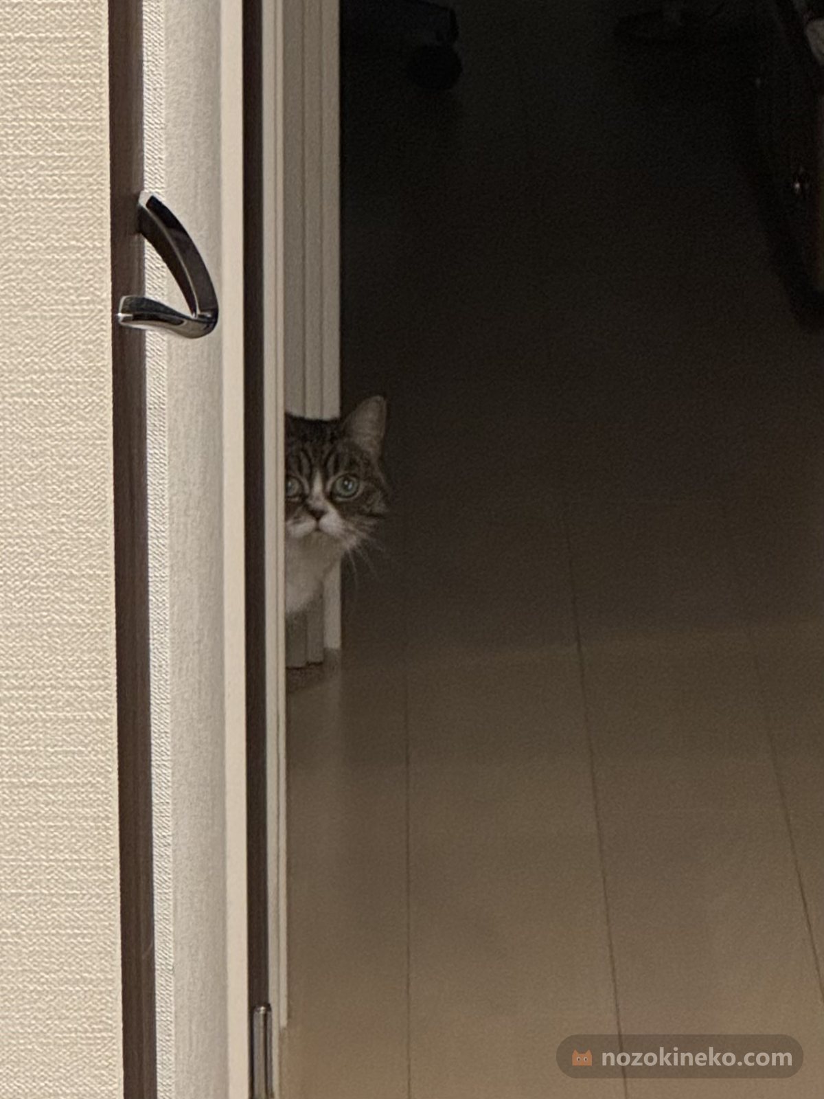 あちゃ（猫）ののぞき見画像の写真