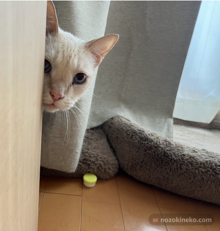 ごま（猫）ののぞき見画像の写真