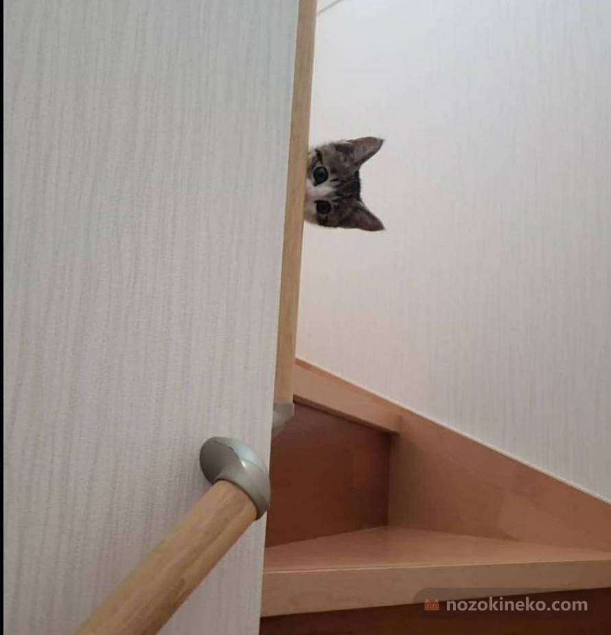 トコ（猫）ののぞき見画像の写真