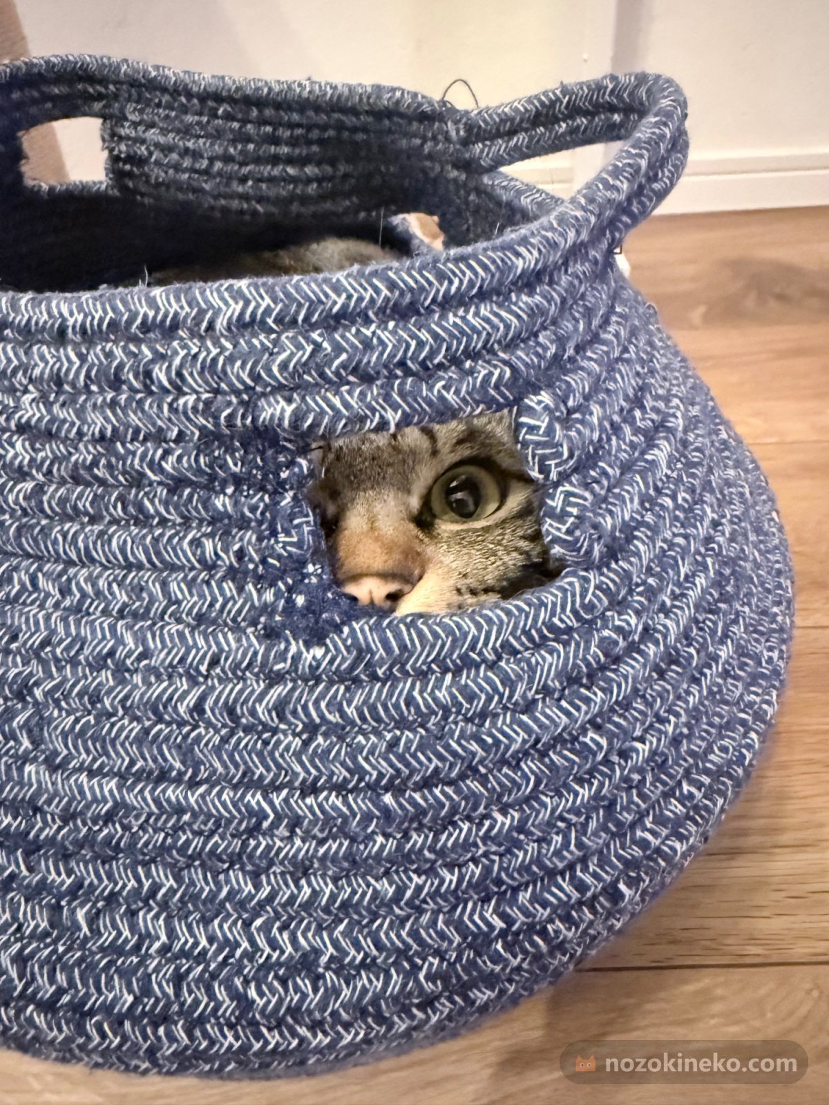 宙（猫）ののぞき見画像の写真