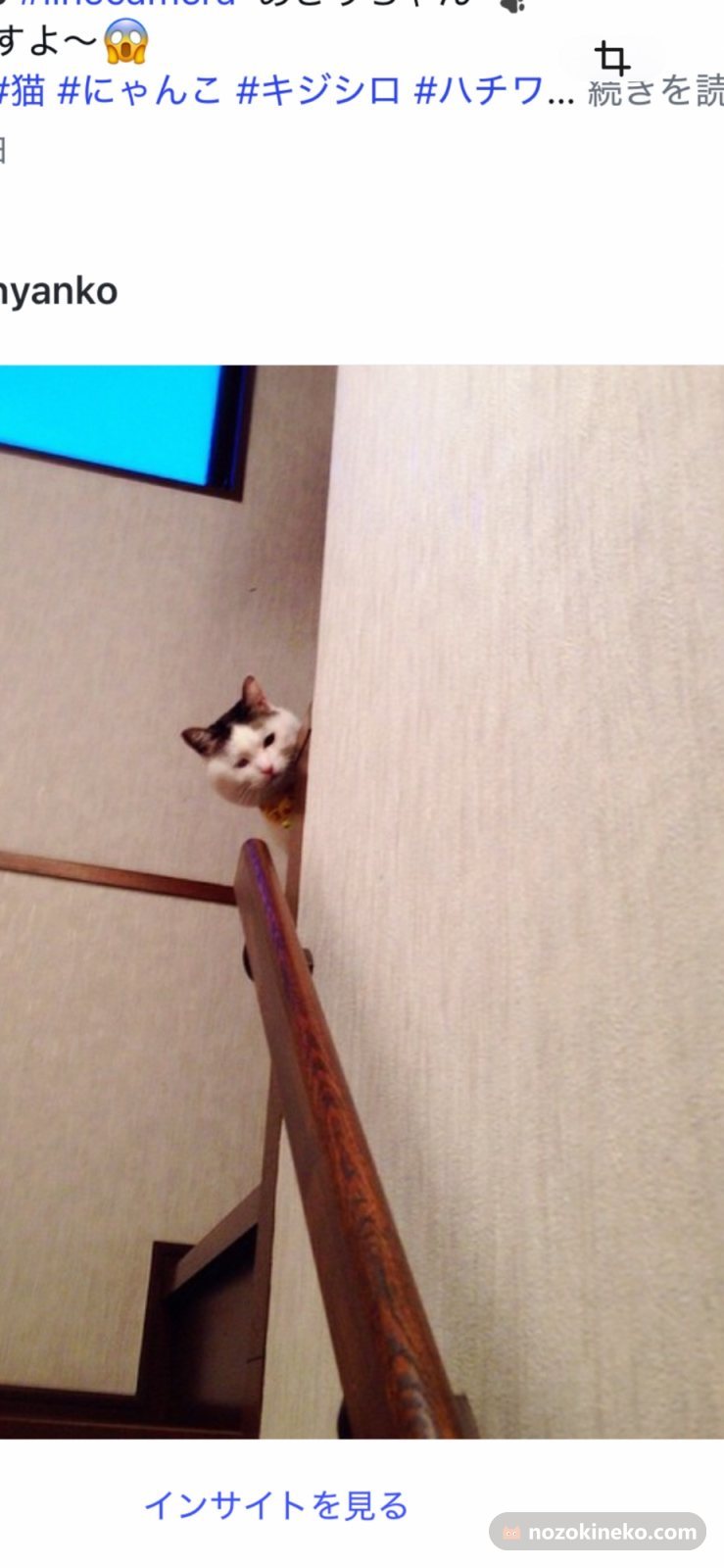 あさり（猫）ののぞき見画像の写真