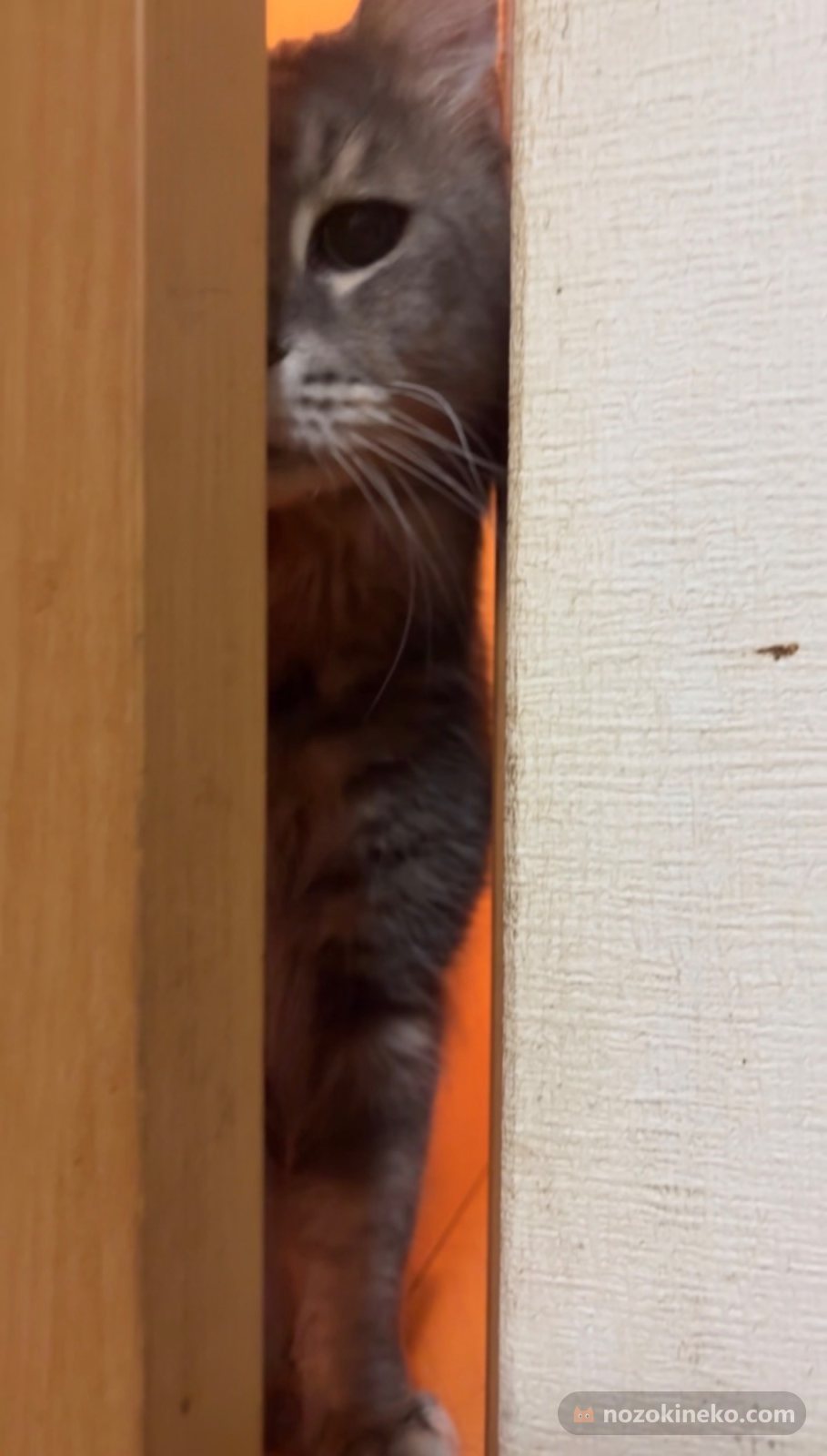 ごん（猫）ののぞき見画像の写真