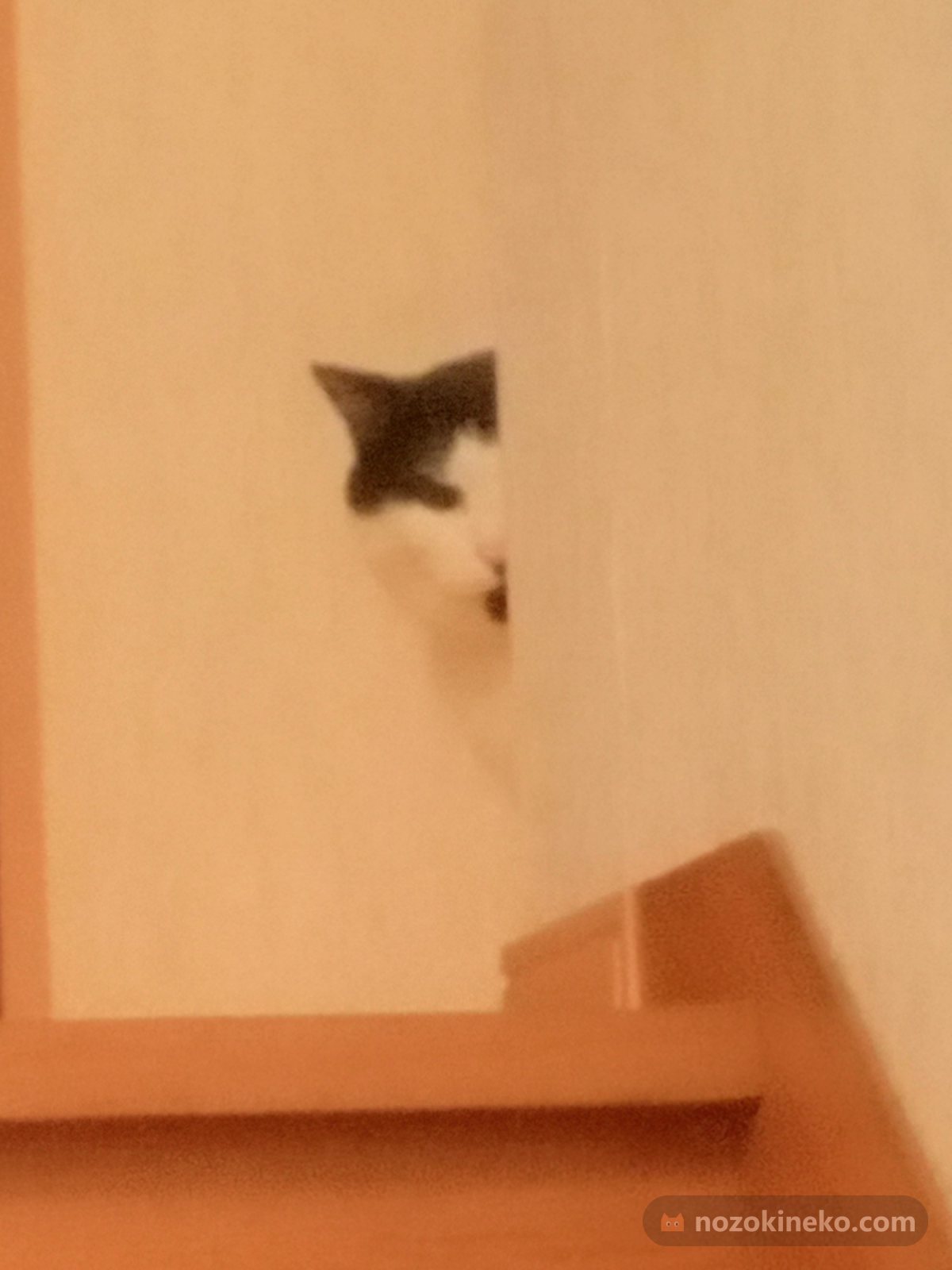 ミラ（猫）ののぞき見画像の写真