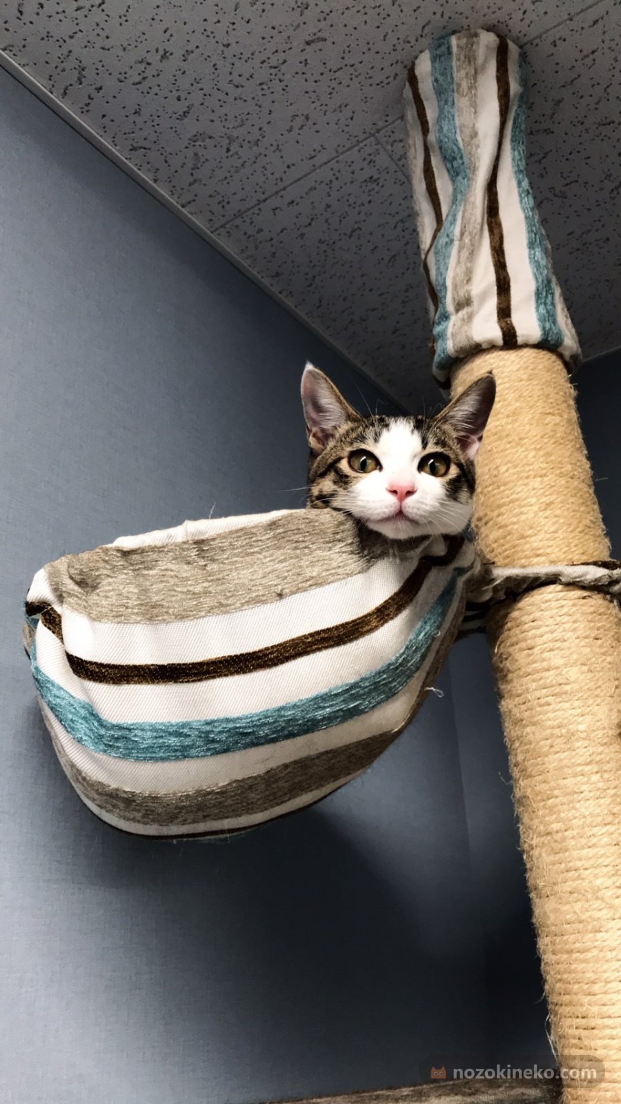 こえだ（猫）ののぞき見画像の写真