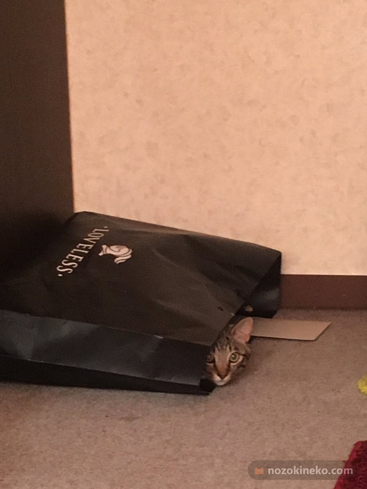 ミミののぞき見の写真