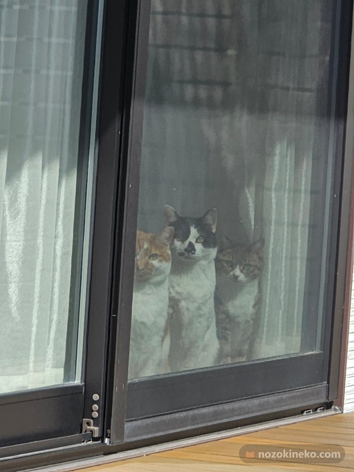 クロベエ、チャタロウ、ヒメ子（猫）ののぞき見画像の写真