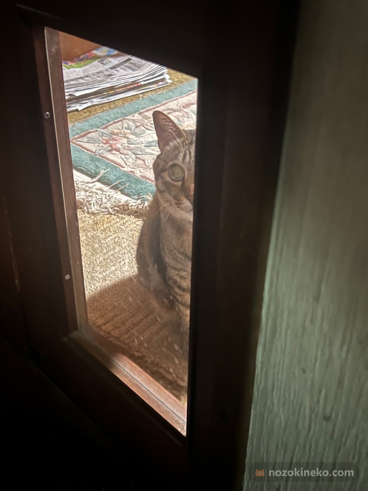 ミミ（猫）ののぞき見画像の写真