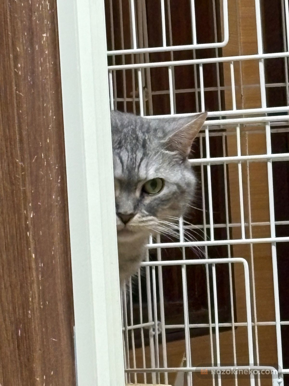 ソラくん（猫）ののぞき見画像の写真