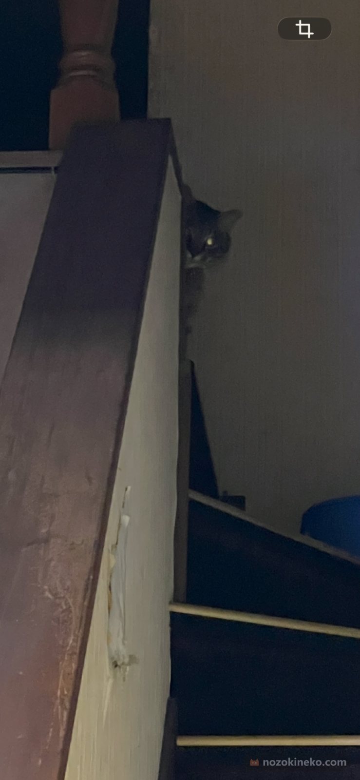 こむこむ（猫）ののぞき見画像の写真