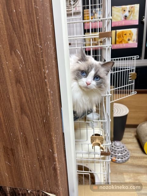 A photo of ラグちゃん peeking
