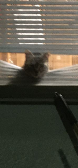ミミののぞき見写真