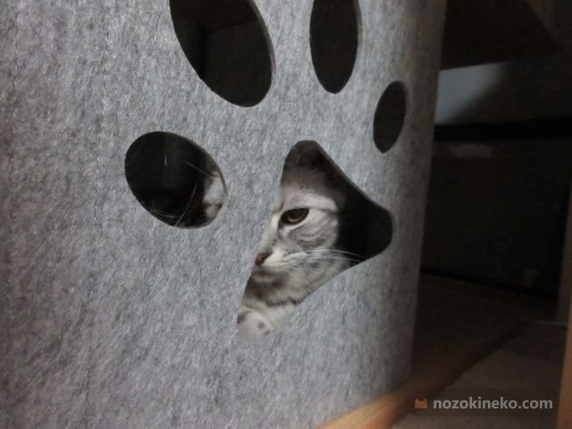 ぎんののぞき見写真