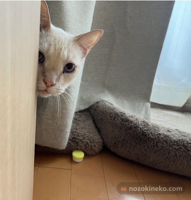 A photo of ごま peeking