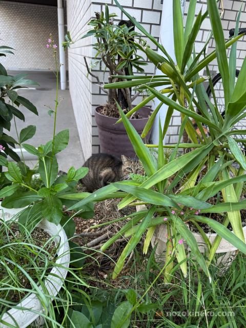 キジトラちゃまののぞき見写真