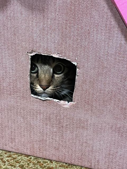 ミミののぞき見写真