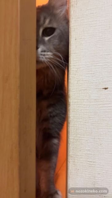 ごんののぞき見写真
