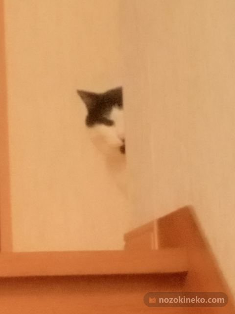 ミラののぞき見写真