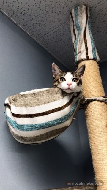 こえだののぞき見写真