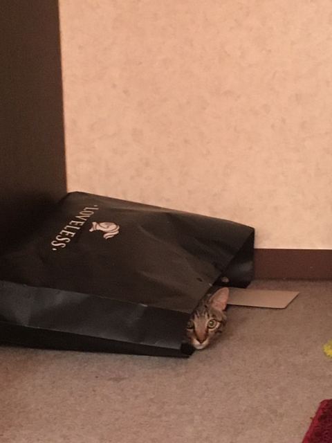 ミミののぞき見写真
