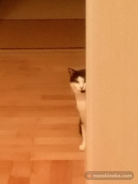 A photo of ミラ peeking