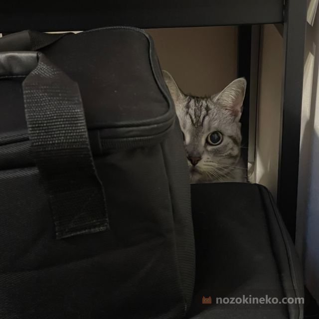 ルルののぞき見写真
